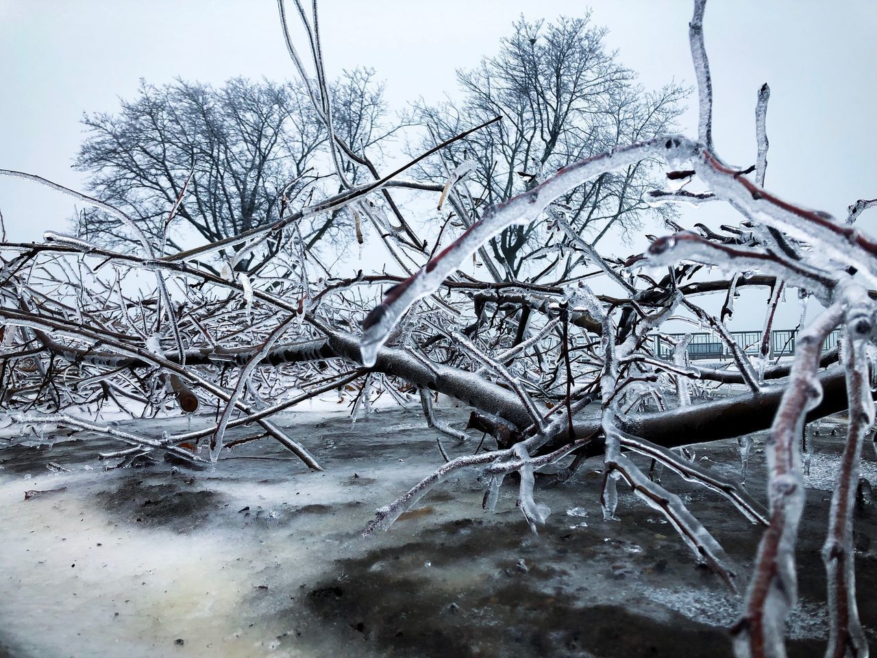 BARE TREES ON SNOW COVERED LAND