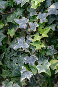 Full frame shot of wet leaves during winter