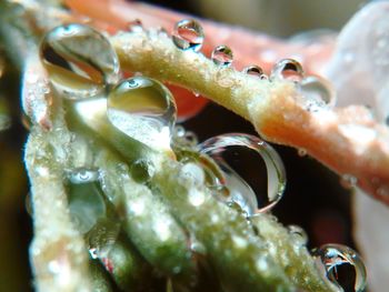 Close-up of crab in water