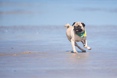 Portrait of dog on beach