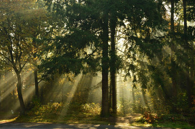 Sunrays through trees in the forest