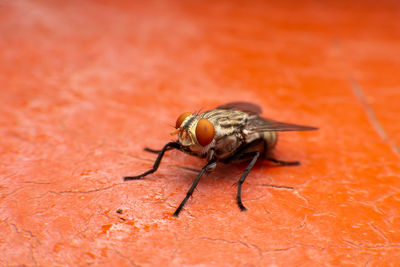 Close-up of fly on flower