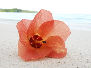 Close-up of red rose on beach