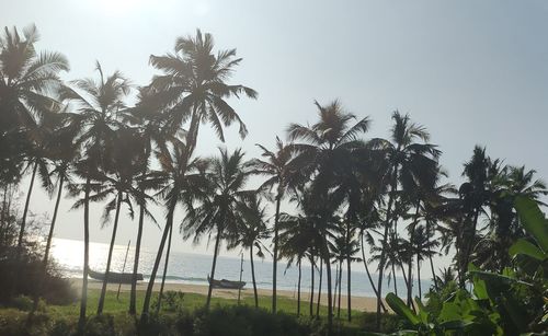 Low angle view of coconut palm trees against sky