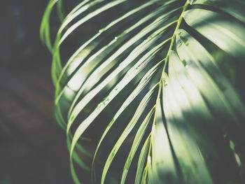 Close-up of palm leaf