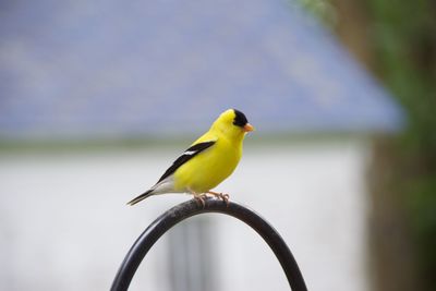 Gold finch perching on arch shaped metal