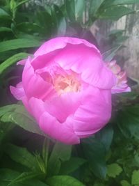 Close-up of pink flowers