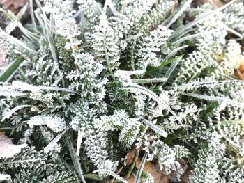 Close-up of frozen plant