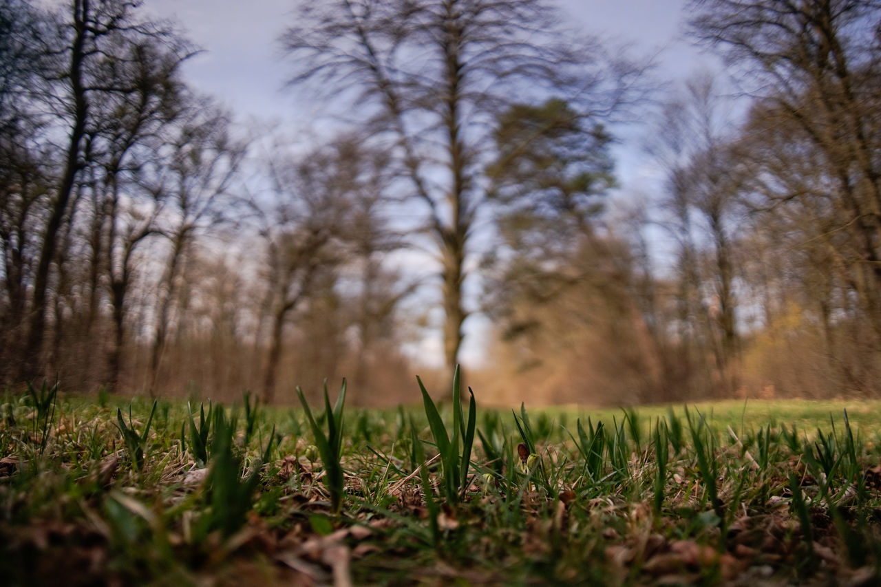 Spring-Field