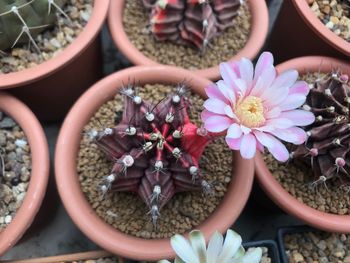 Close-up of potted plants