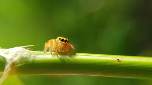 Close-up of jumping spider on plant