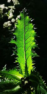 Close-up of green leaves on tree