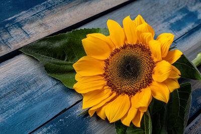 High angle view of yellow sunflower on plant