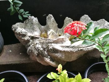 Close-up of red flowers blooming outdoors