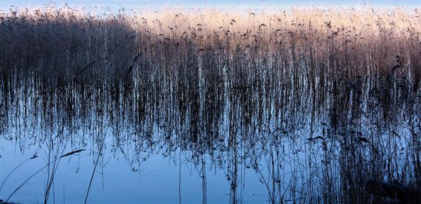 Close-up of bare trees during winter