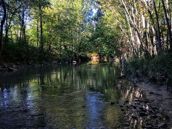 Scenic view of lake in forest