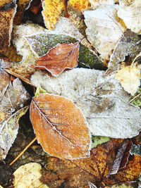 Close-up of dry leaves on snow covered land