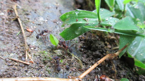 High angle view of leaf on field