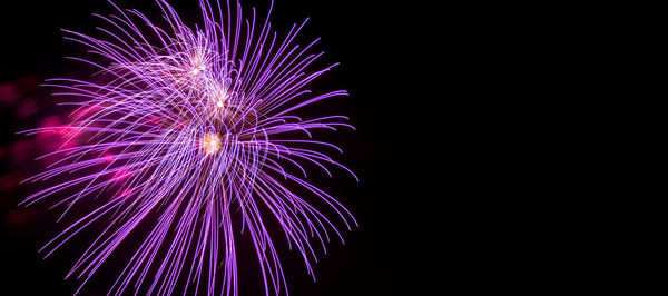 Flash of violet fireworks on background black sky. concept of holiday. close-up, banner, copy space.