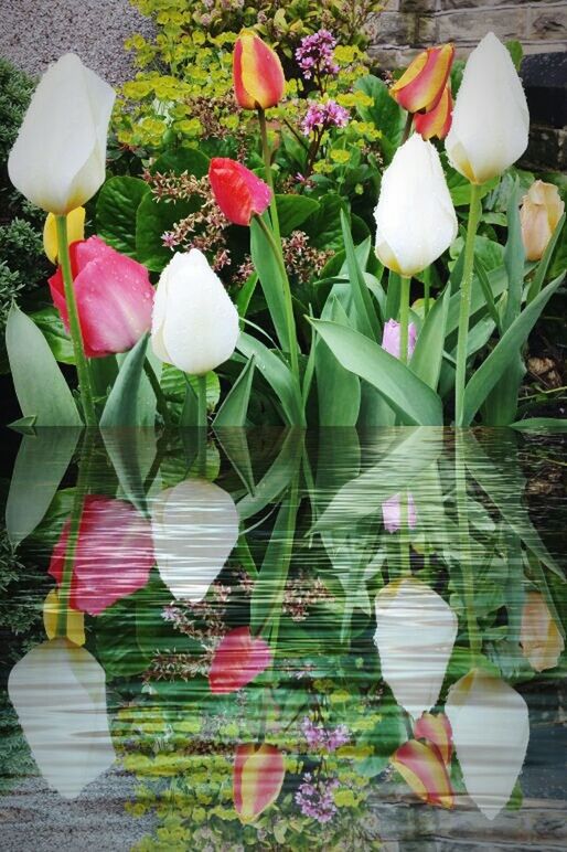 flower, freshness, petal, fragility, tulip, flower head, growth, beauty in nature, plant, vase, nature, white color, variation, indoors, blooming, bouquet, stem, decoration, pink color, leaf