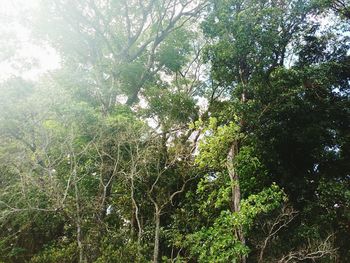 Low angle view of trees in forest