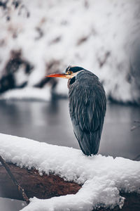 Bird perching on frozen lake during winter
