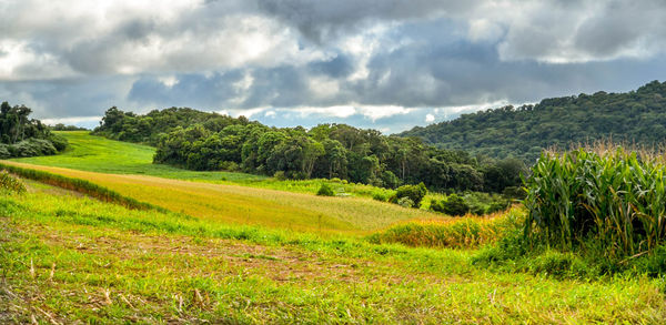 Scenic view of agricultural field against sky