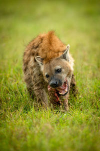 Spotted hyena sits in grass chewing bone