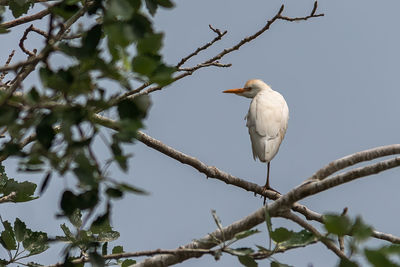 Bird perching on a tree