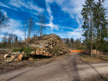 Stack of logs on road by trees in forest against sky