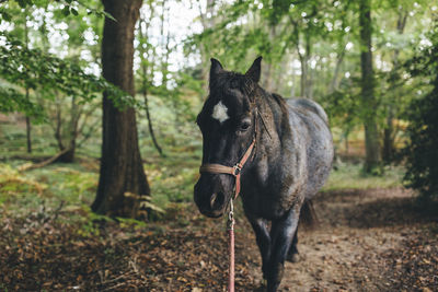 Black horse walking in forest