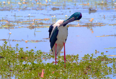 Close-up of bird perching on a water area in the kakadoo national park