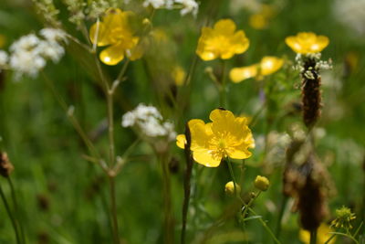 Close-up of yellow flowers blooming outdoors