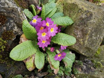 High angle view of pink flowering plant on rock