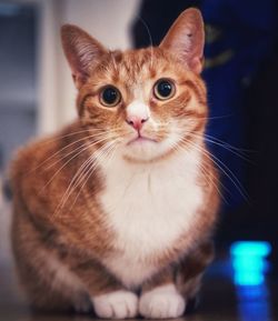 Close-up portrait of cat at home