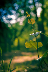 Close-up of plant growing on land