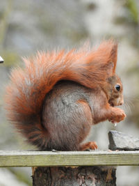 Close-up of squirrel