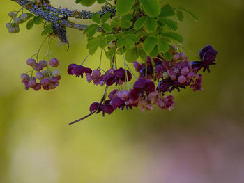 Close-up of purple flowering plant