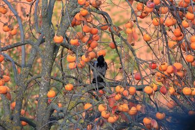 Orange fruits on tree