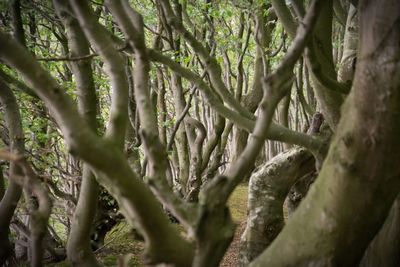 Trees in forest