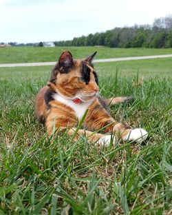 Close-up of cat sitting on grassy field