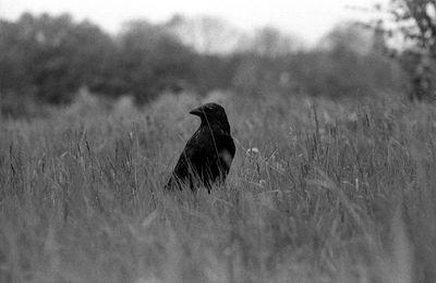 Close-up of eagle on field against sky