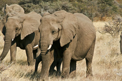 View of elephant herd