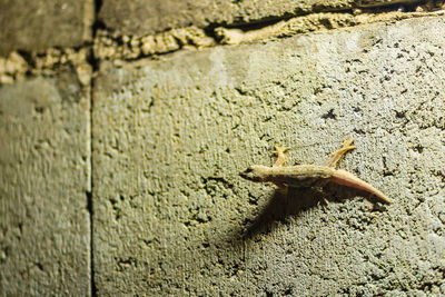 Close-up of insect on wall