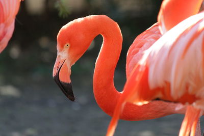 Close up of red lily