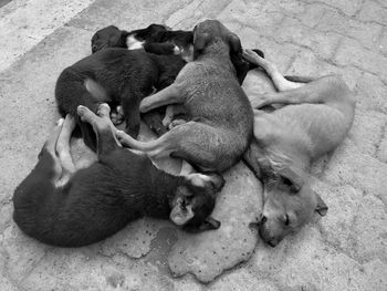 High angle view of animal lying on ground