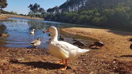 Swans at lakeshore