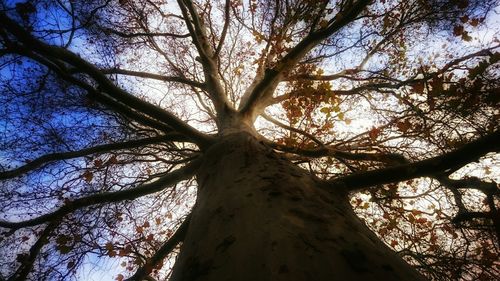 Low angle view of trees against sky