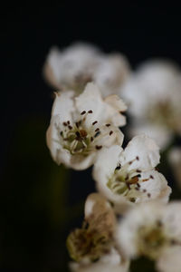 Close-up of white flowering plant