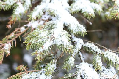 Close-up of tree branch during winter